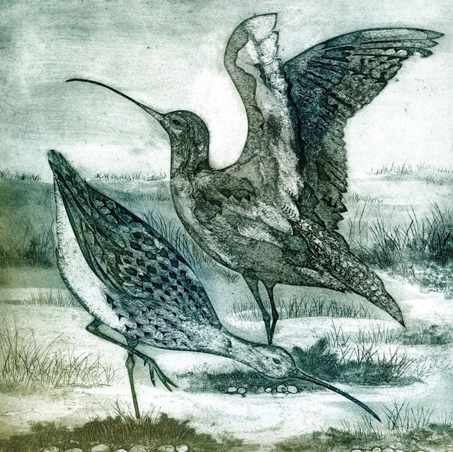 Curlews KB1 4623