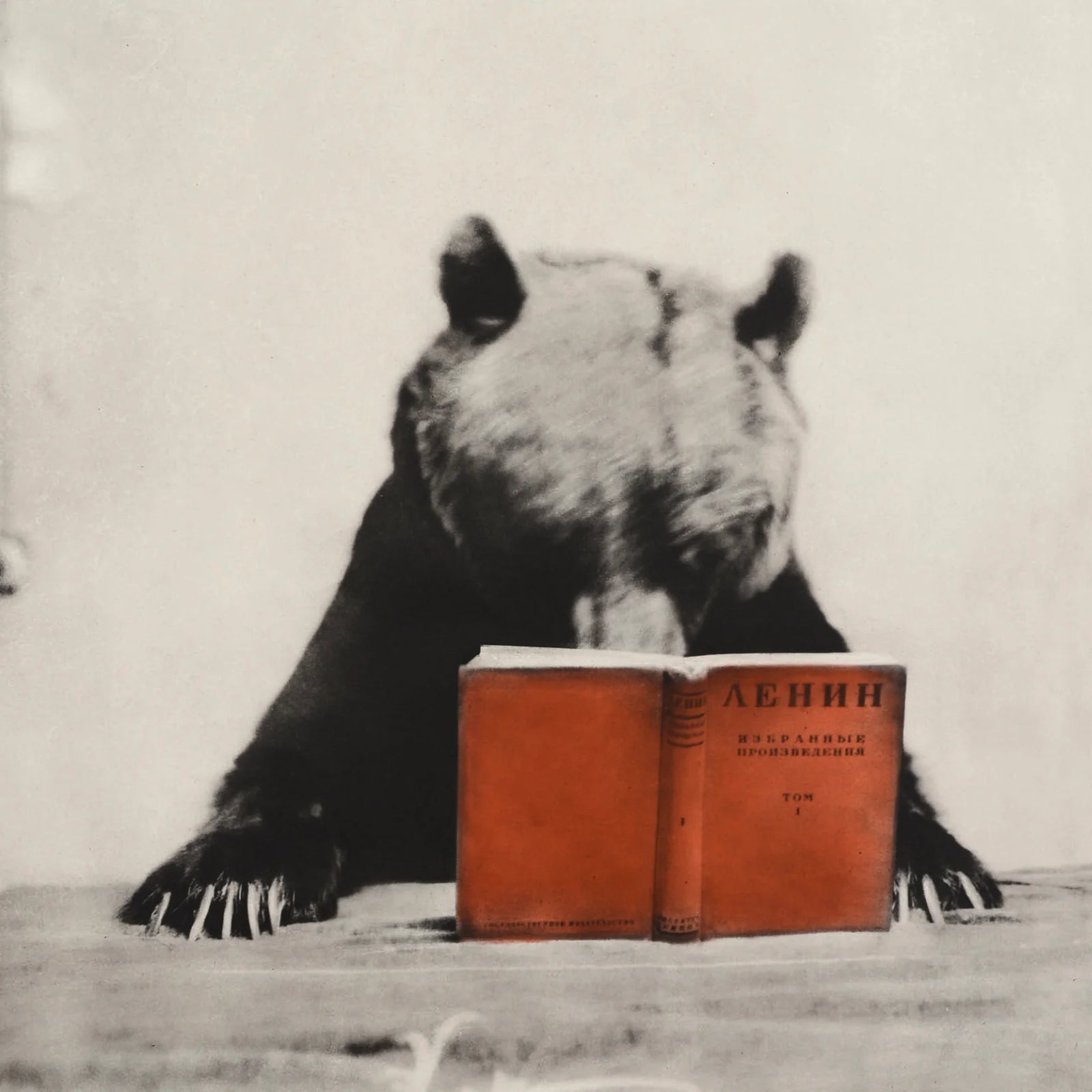 Art Press, Bear