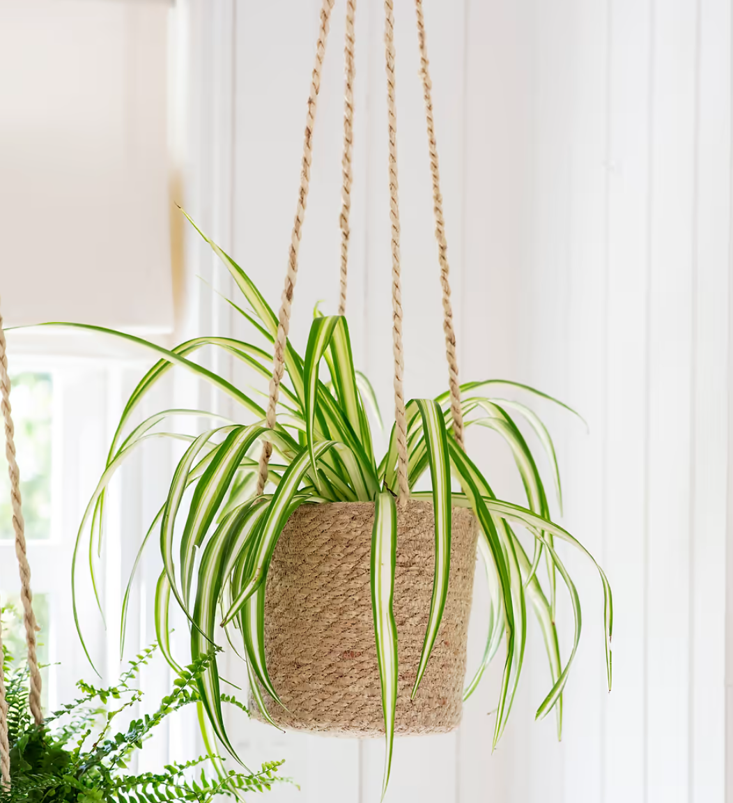 Hanging Plant Pot Long Seagrass