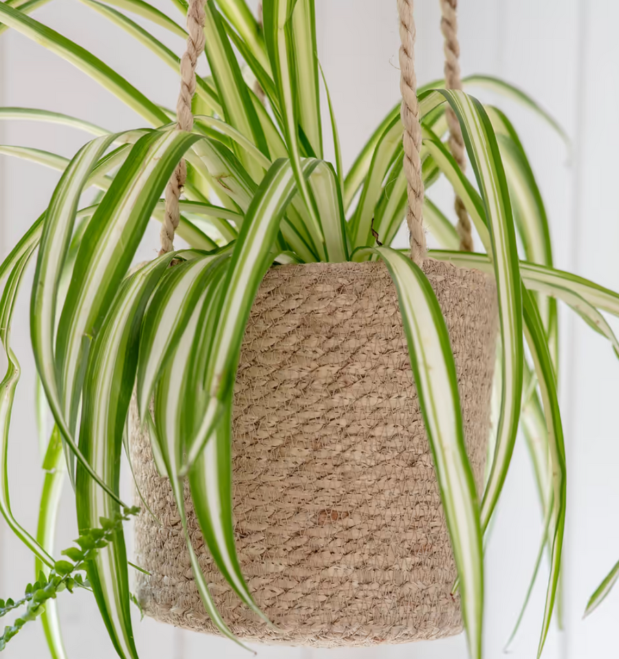 Hanging Plant Pot Long Seagrass