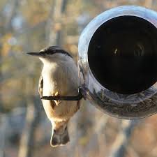Born In Sweden Bird Feeder Window Closeup